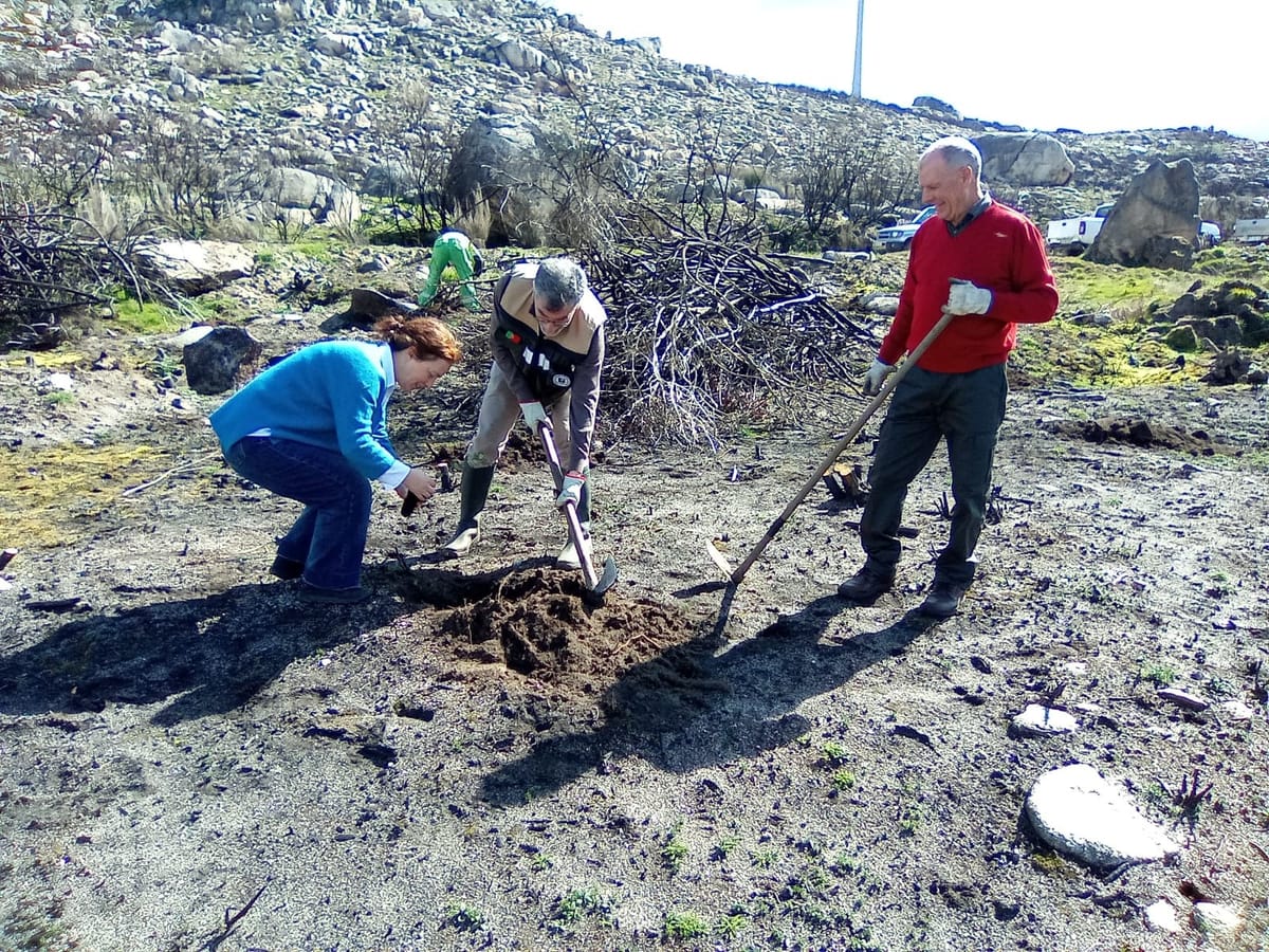 Dia da Árvore celebrado com plantação em zona ardida