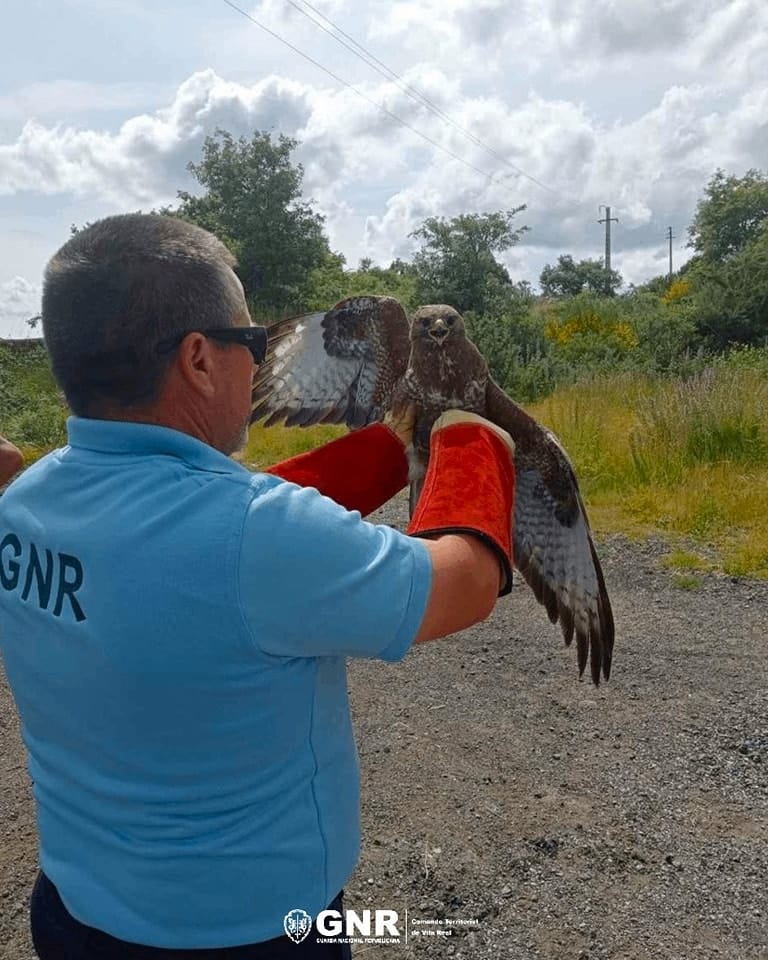 GNR resgata ave com lesões em Calvão e Soutelinho da Raia