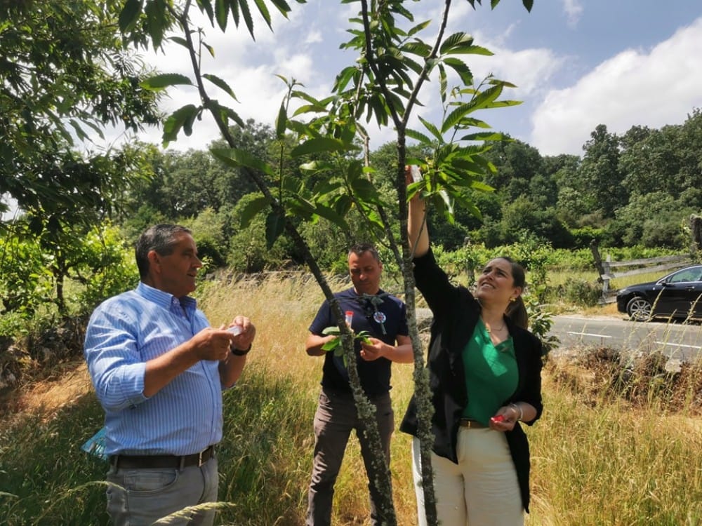 Vila Pouca de Aguiar na luta contra a vespa do castanheiro