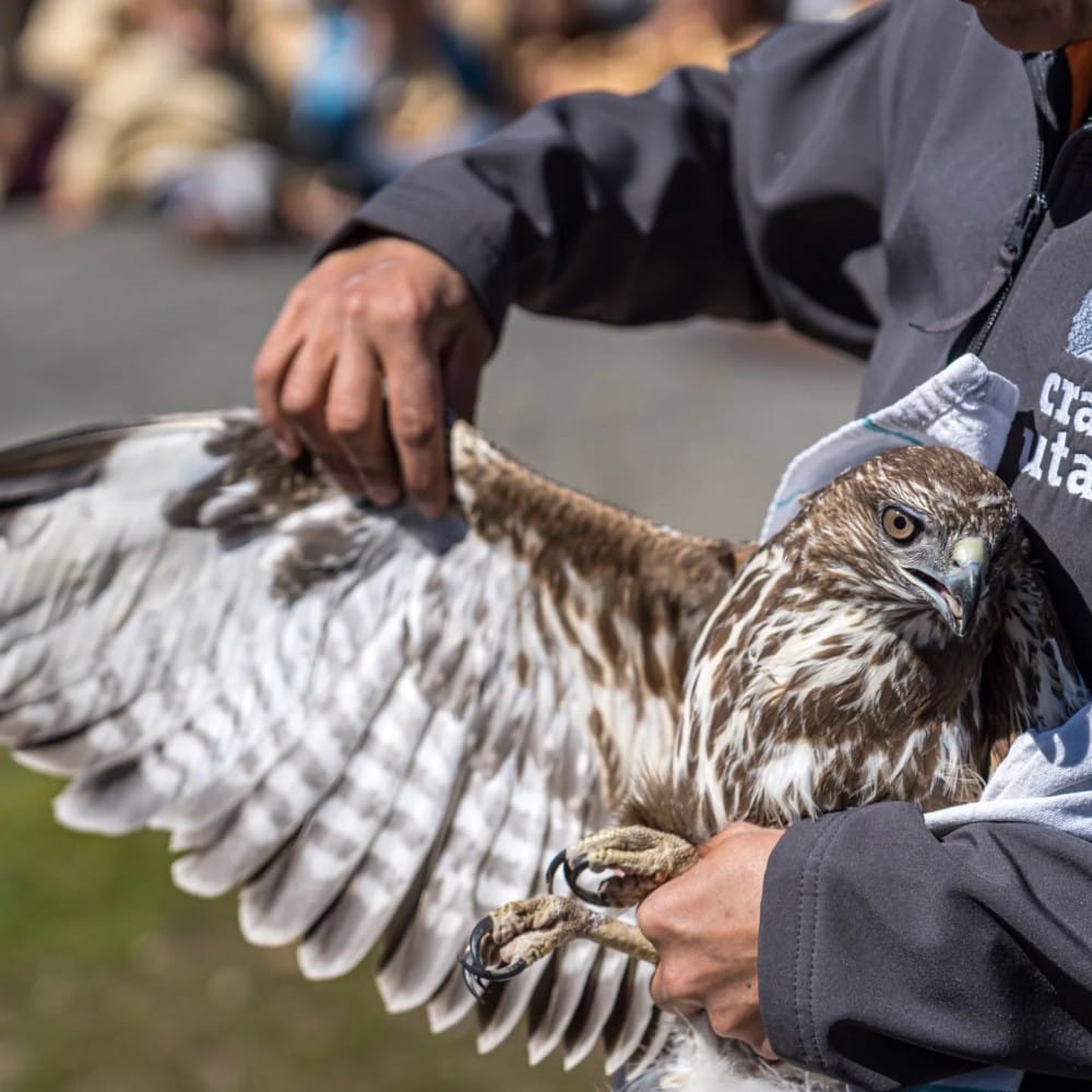 Ave de rapina devolvida à natureza na Escola de Pedras Salgadas