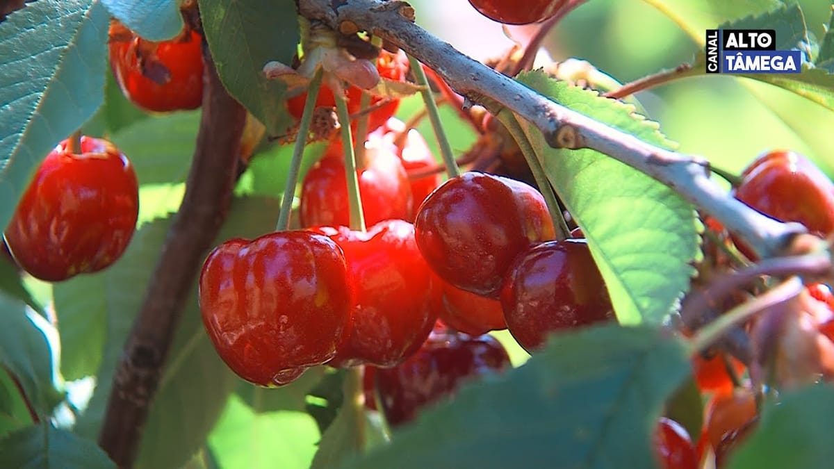 VÍDEO | Cereja de Argeriz tem qualidade, mas a chuva atrasou a apanha